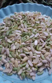 پاچه باقلا