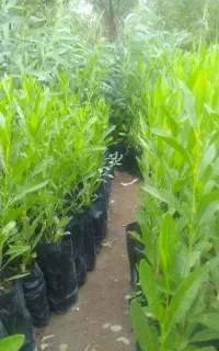 نهال آکالیپتوس درشهرستان لالی