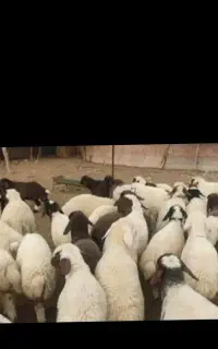 عرضه دام زنده در اسلامشهر