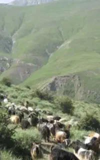 چراگاه (مرتع) فریدونشهر