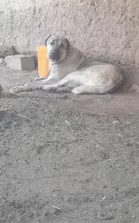 شاه توله ۱۵ ماهه