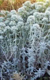 عرق کلپوره خانگی