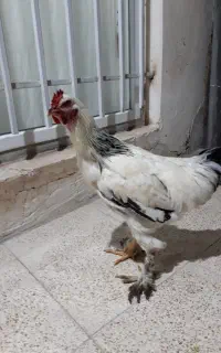 مرغ و خروس برهما