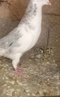 فروش