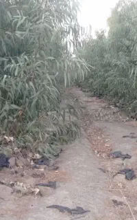 درخت اوکالیپتوس
