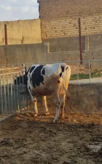 گاو