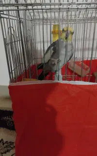 عروس هلندی