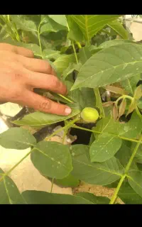 18نوع درختچه نهال
