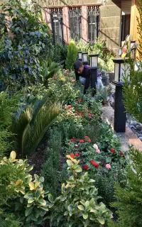 خدمات باغبانی. درخت گل وگیاه تخصص در گیاهان