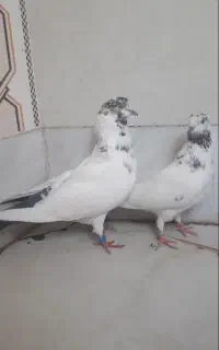کفتر کبوتر تهرانی خوشگل