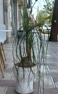 فروش گل