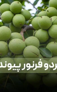 نهال گردو فرنور و همه رقم.ارسال فوری+ضمانت ۵ساله