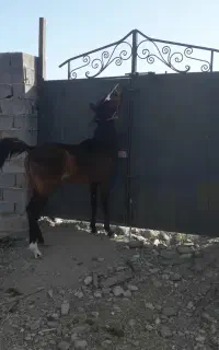 کره مادیان