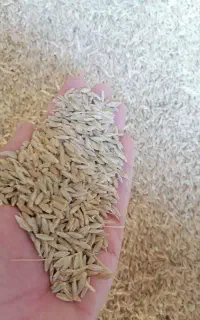 جو درجه یک