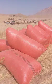 کاه دیم ریز  وخورا (گردکان اشکن‌) وشرط