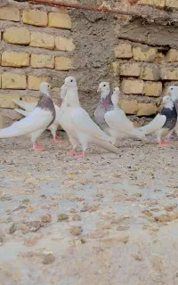 طوققی. کبوتر یزد