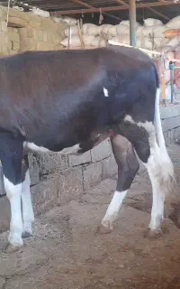 دورس گوساله درجه یک