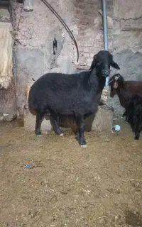 قوچ قره قزل