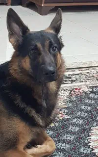 سگ گمشده مژدگانی به یابنده