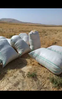 کارگر برا بارگیری کاه