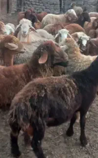 بره.