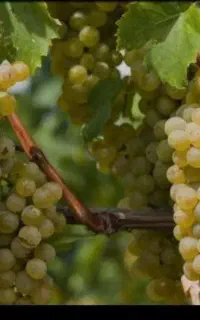 باغ و باغچه  درجزین