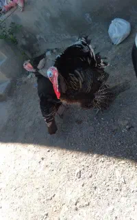 بوقلمو نر و ماده