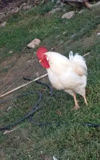 خروس طبیعی یکساله