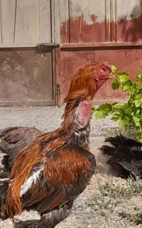 خروس لاری