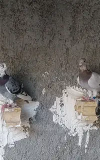 کبوتر
