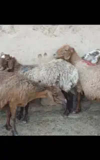 ۶راس میش گلگی