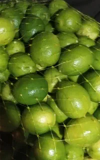 لیمو تازه