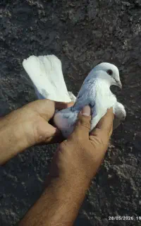 طوقی تهرانی