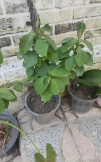 حراج گل بابا آدم