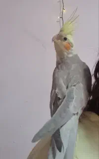 پرنده گمشده