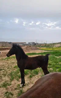 اسب مادیان درهشور و کره نریان