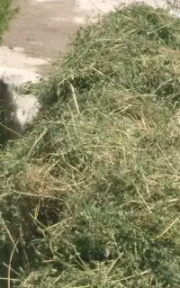 یونجه