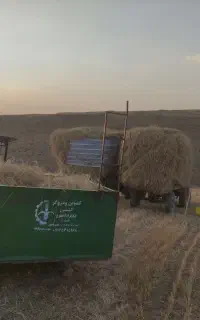 کاه گندم