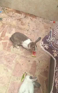 خرگوش