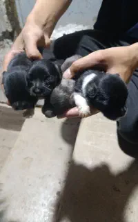 واگذاری سگ