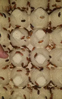 فروش سوسک مولد(میلورم)
