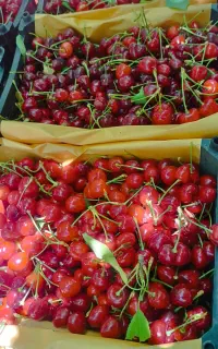 کارگر میوه چینی وبادام تکانی