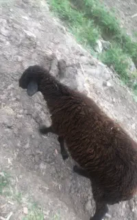 گوسفند ماده