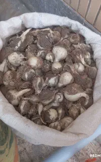 موسیر ریز و درشت کوهی