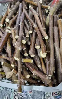 پیوندک گردو ،چندلر،فرنور