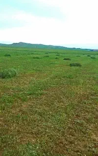 علف گوسفندی