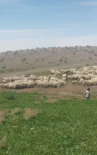 بره نر میش