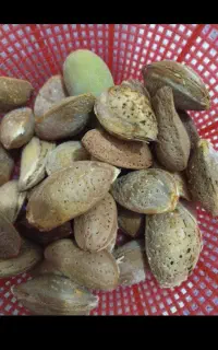 بادام محلی