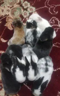 خرگوش درجه یک محلی