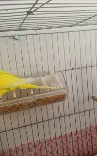 مرغ عشق نر و ماده